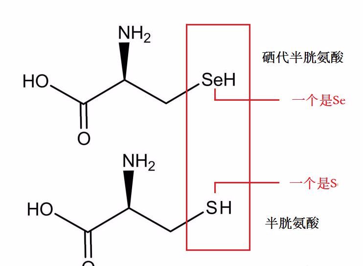 细胞微量元素（细胞微量元素有哪些种类）-硒宝网