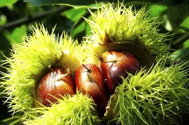 补硒巴西坚果能吃吗(补硒的坚果)-硒宝网