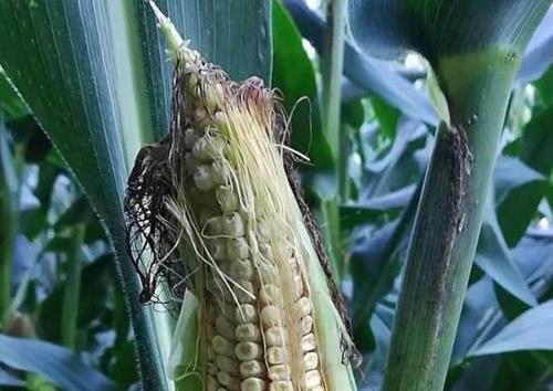 锌元素(锌元素多的食物)-硒宝网