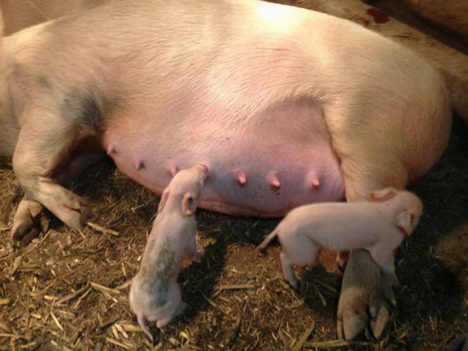 仔猪断奶后用补硒吗（仔猪补硒八天可以吗）-硒宝网