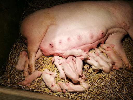 仔猪断奶后用补硒吗（仔猪补硒八天可以吗）-硒宝网