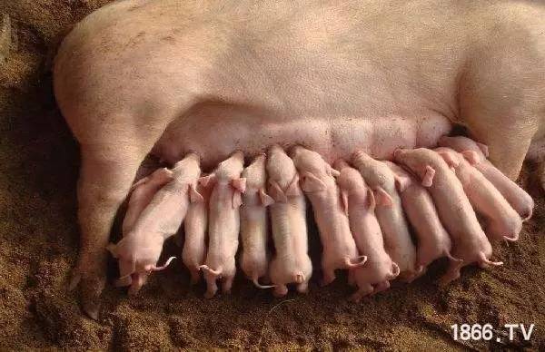 仔猪断奶后用补硒吗（仔猪补硒八天可以吗）-硒宝网