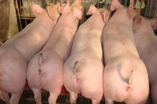 仔猪断奶后用补硒吗（仔猪补硒用量）-硒宝网