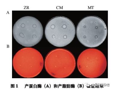 植物微量元素（微量元素植物硒片）-硒宝网