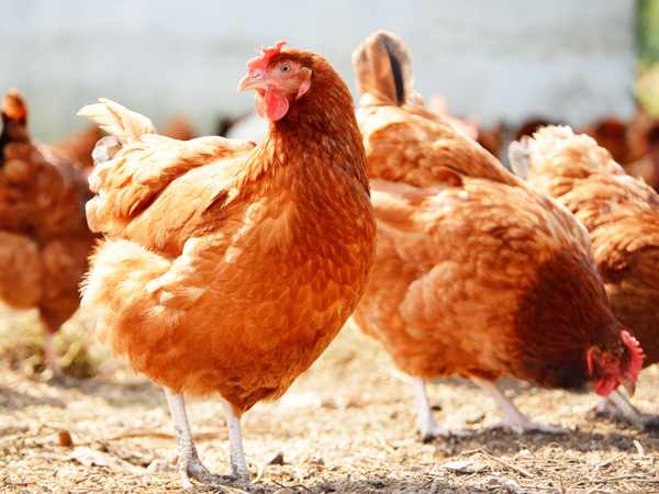 微量元素的作用（铜的微量元素作用）-硒宝网