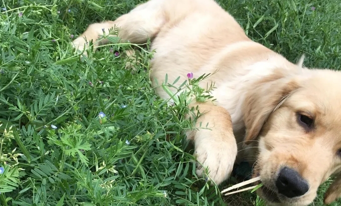 缺微量元素应该怎么补（缺微量补元素应该吃什么药）-硒宝网