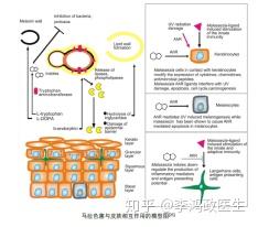 头屑多可以补硒吗女（补硒可以治疗脱发吗）-硒宝网