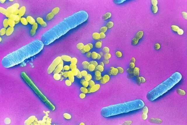 人体的微量元素(人体微量元素是指哪些)-硒宝网