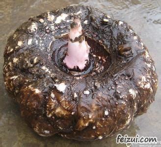 带鱼和鲈鱼补硒吗吗（鲈鱼和带鱼哪个营养高）-硒宝网