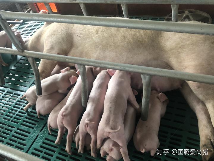 亚硒可以给仔猪补吗(仔猪补硒中毒怎样治疗)-硒宝网