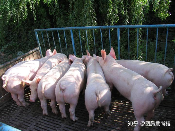 亚硒可以给仔猪补吗(仔猪补硒中毒怎样治疗)-硒宝网