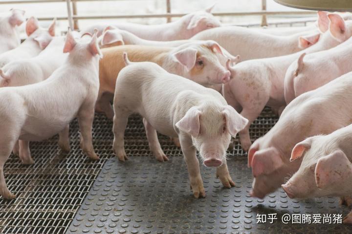 亚硒可以给仔猪补吗(仔猪补硒中毒怎样治疗)-硒宝网