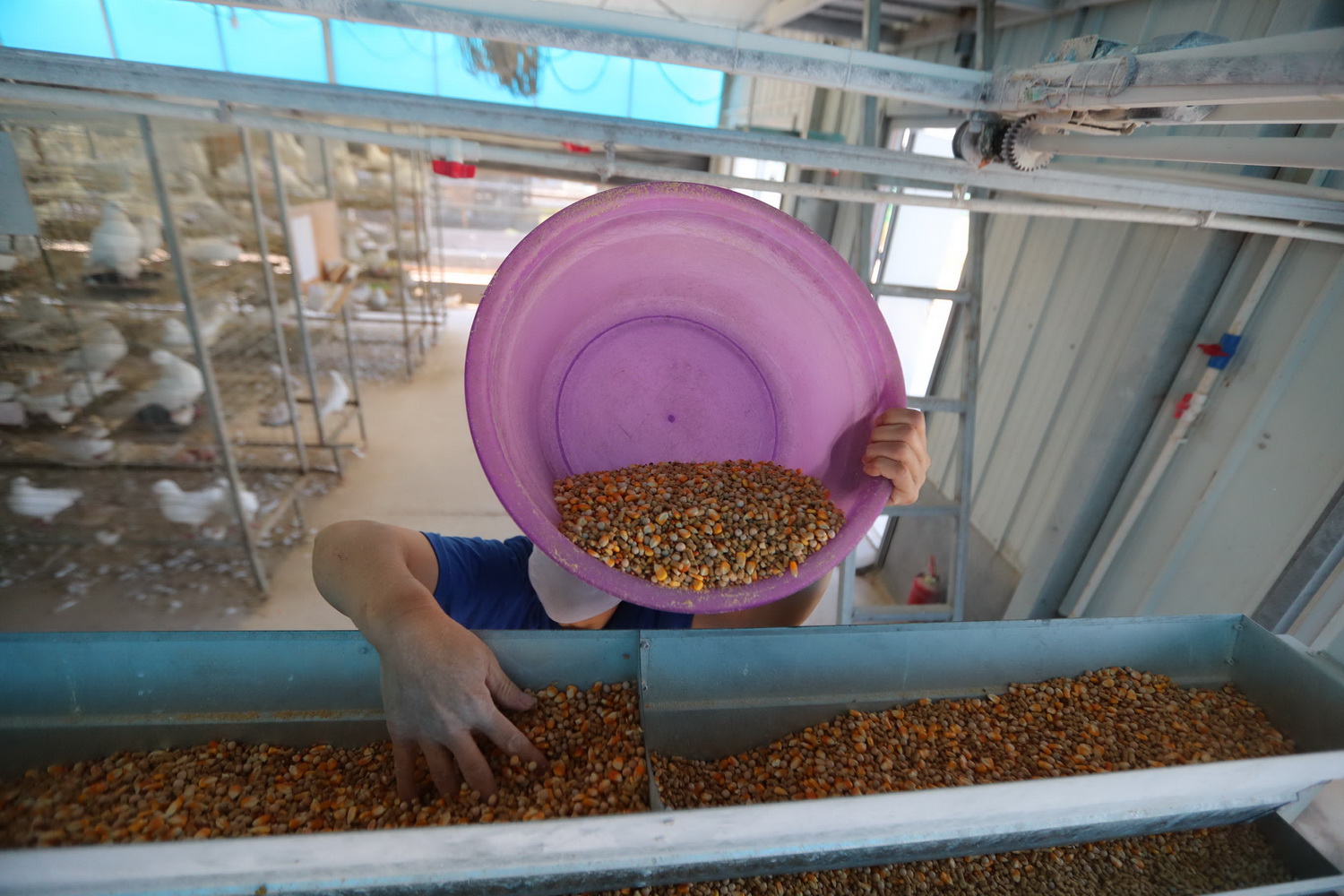 动物需要补硒吗知乎（动物缺硒会引起哪些疾?。?硒宝网