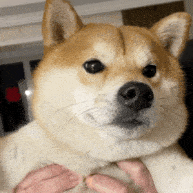 补钙的最佳食物(哪些食物补钙最佳)-硒宝网