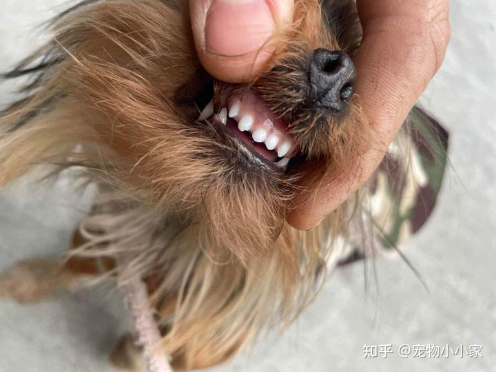 补钙的最佳食物(哪些食物补钙最佳)-硒宝网