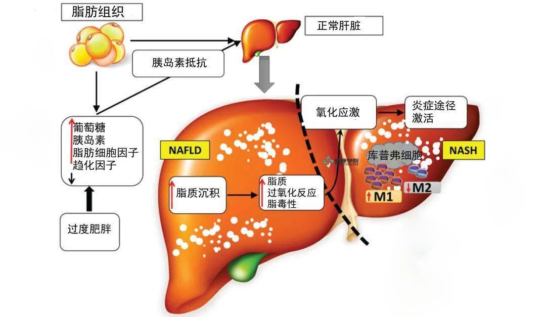 乙肝补硒能防肝癌吗（能补肝癌防乙肝硒片吗）-硒宝网