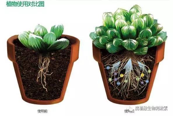 微量元素铜的作用（微量铜元素作用原理）-硒宝网