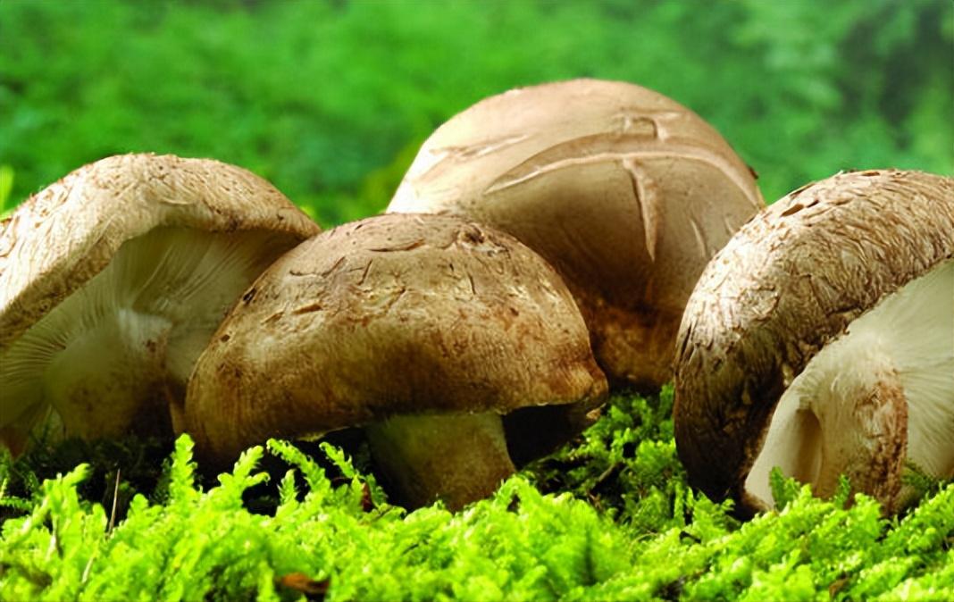 人身体缺硒吃什么补(缺补吃身体硒人会变瘦吗)-硒宝网