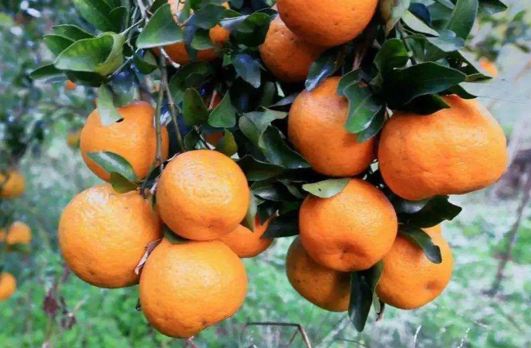 人身体缺硒吃什么补(缺补吃身体硒人会变瘦吗)-硒宝网