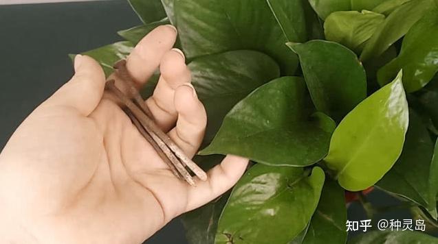 铁属于微量元素吗(微量铁元素属于什么检查)-硒宝网