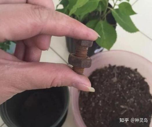 铁属于微量元素吗(微量铁元素属于什么检查)-硒宝网