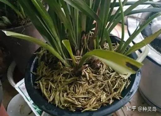 铁属于微量元素吗(微量铁元素属于什么检查)-硒宝网