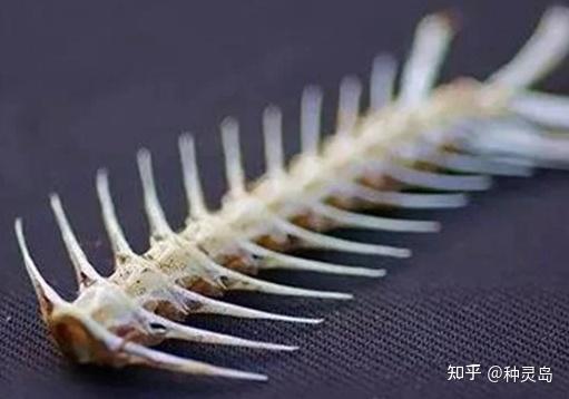 铁属于微量元素吗(微量铁元素属于什么检查)-硒宝网