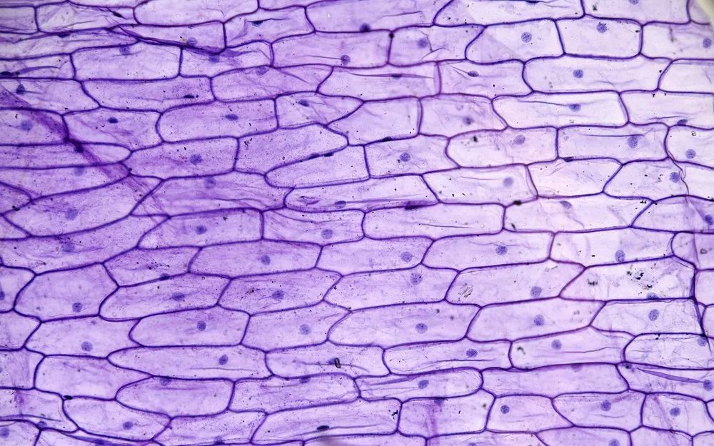 组成细胞的微量元素（细胞的微量元素）-硒宝网