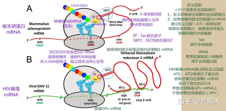 含硒代蛋氨酸的补剂(硒代蛋氨酸中硒的含量)-硒宝网