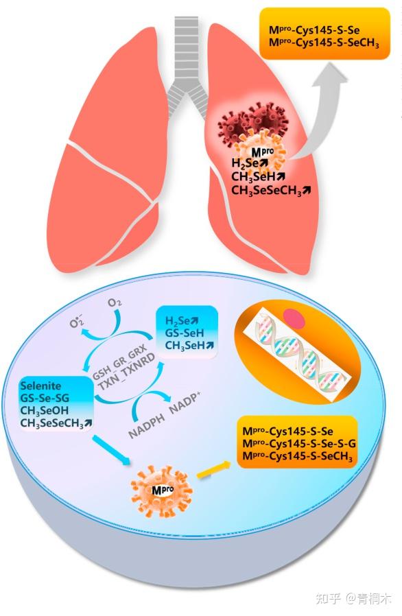 含硒代蛋氨酸的补剂(硒代蛋氨酸中硒的含量)-硒宝网