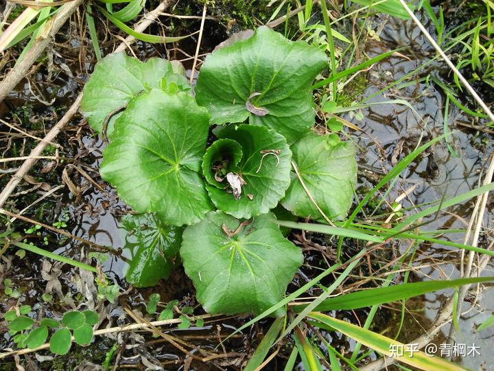 含硒代蛋氨酸的补剂(硒代蛋氨酸中硒的含量)-硒宝网