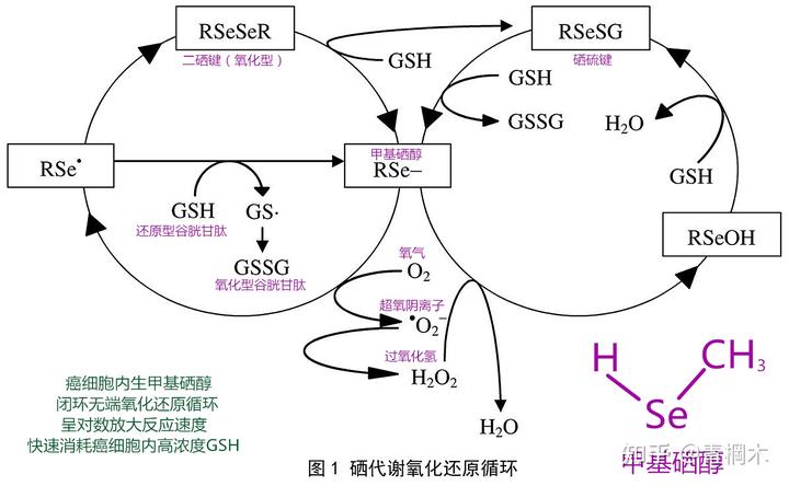 含硒代蛋氨酸的补剂(硒代蛋氨酸有毒性吗)-硒宝网
