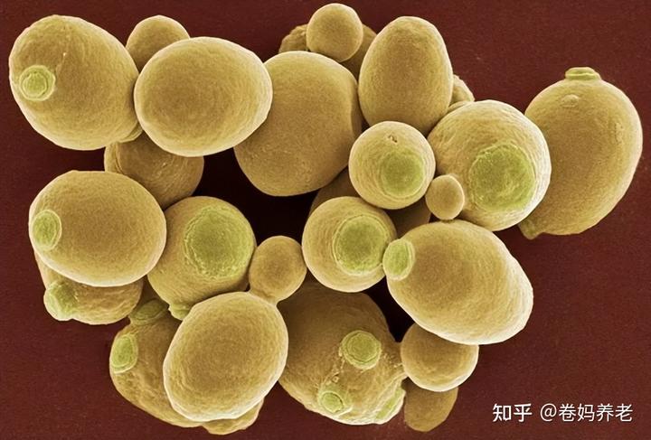 含硒代蛋氨酸的补剂（硒代蛋氨酸对人体）-硒宝网