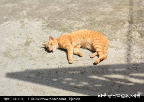 严重缺钙如何快速补钙(补钙严重缺钙快速补充)-硒宝网