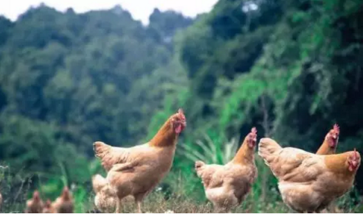 老年人补硒的价格表(老年人补硒有什么作用)-硒宝网