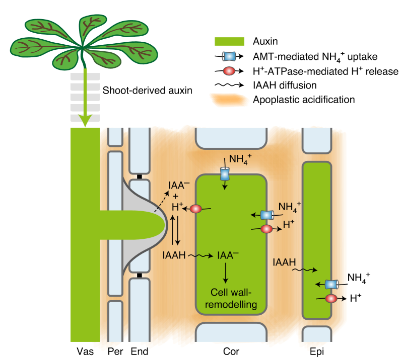 微量元素  铜（微量铜元素有什么作用）-硒宝网