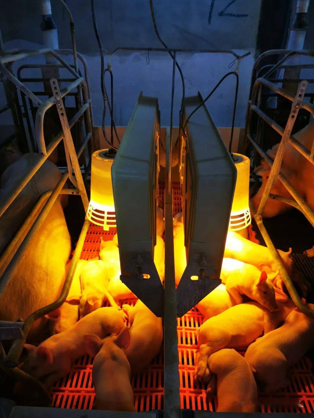 母猪产前补硒补多少（母猪产前补钙）-硒宝网