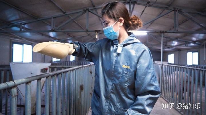 母猪产前补硒补多少(母猪补硒的方式)-硒宝网