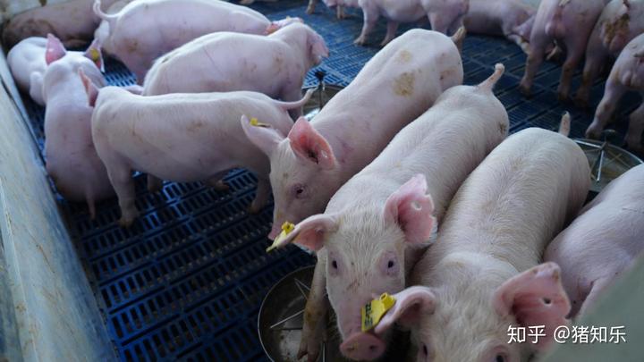 母猪产前补硒补多少(母猪补硒的方式)-硒宝网