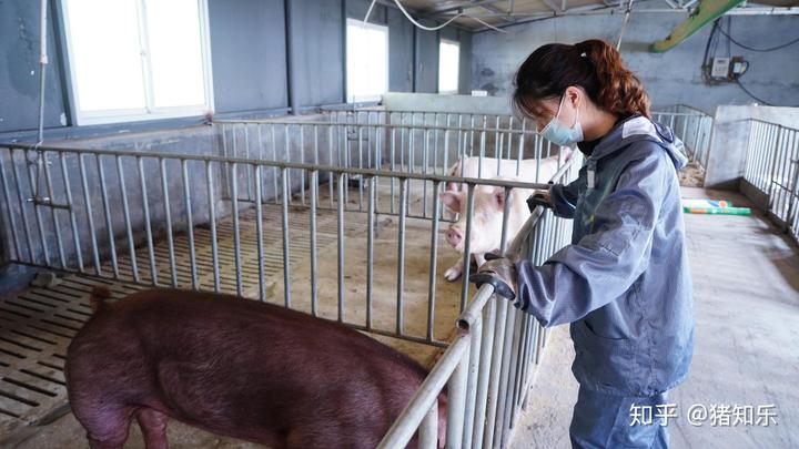 母猪产前补硒补多少(母猪补硒的方式)-硒宝网
