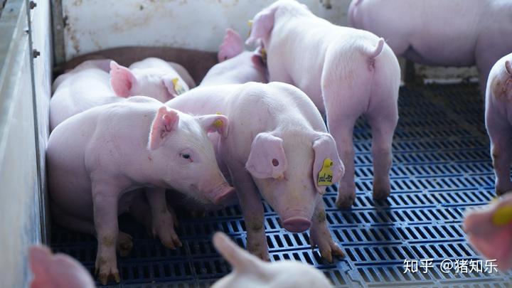 母猪产前补硒补多少(母猪补硒的方式)-硒宝网