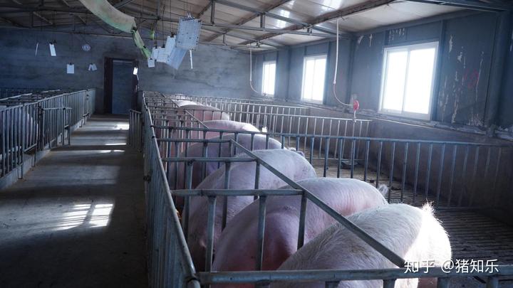 母猪产前补硒补多少(母猪补硒的方式)-硒宝网