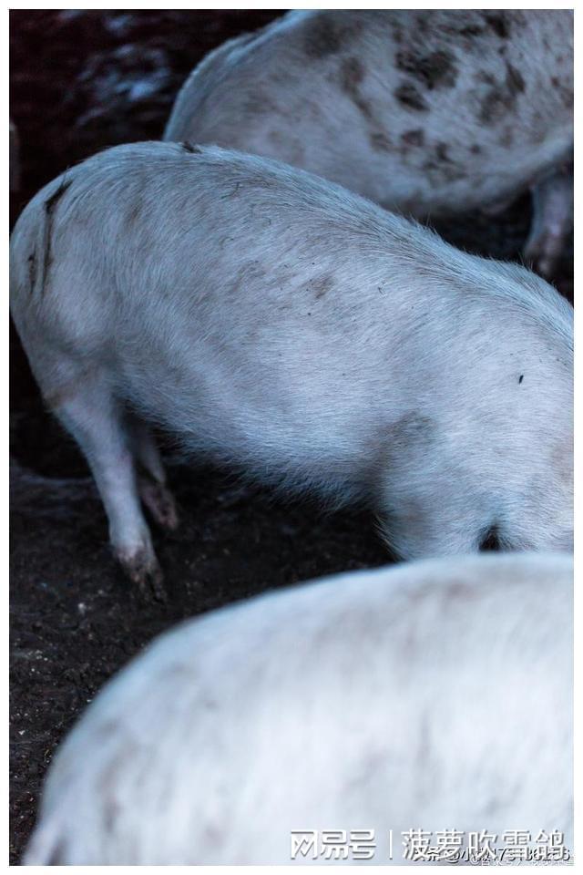 仔猪补硒补中毒咋办（仔猪补硒中毒怎样治疗）-硒宝网