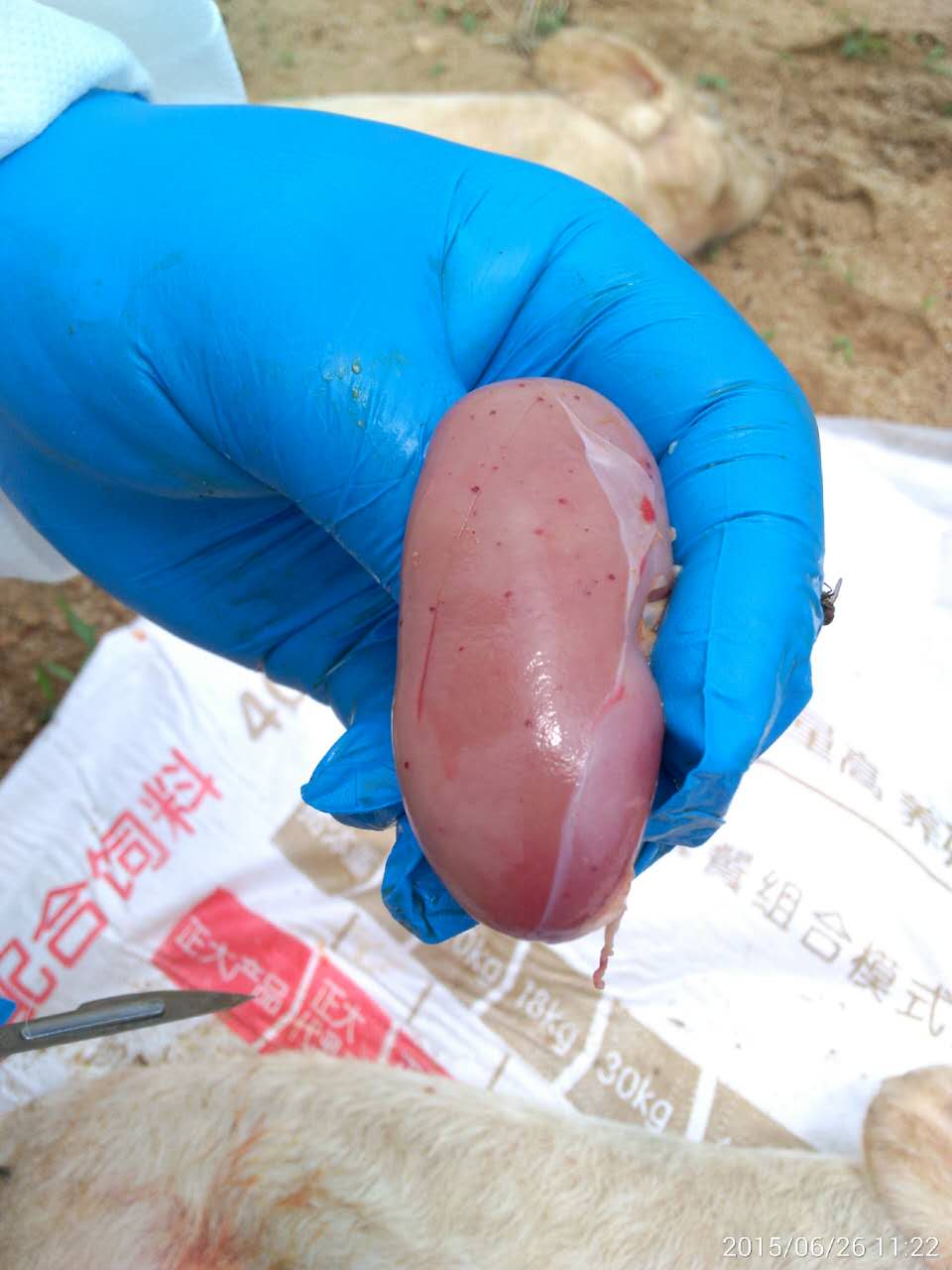 仔猪补硒补中毒咋办（仔猪补硒中毒怎样治疗）-硒宝网