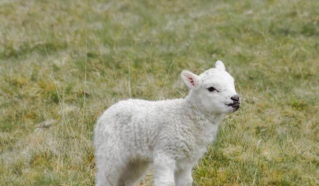 新生羊羔补硒补多少（羔羊补硒用什么药）-硒宝网
