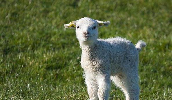 新生羊羔补硒补多少（羔羊补硒用什么药）-硒宝网