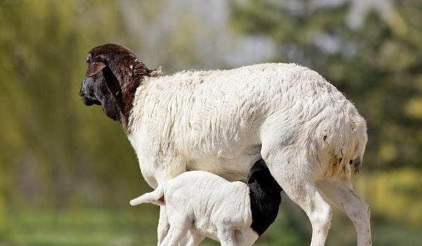 新生羊羔补硒补多少（羔羊补硒用什么药）-硒宝网