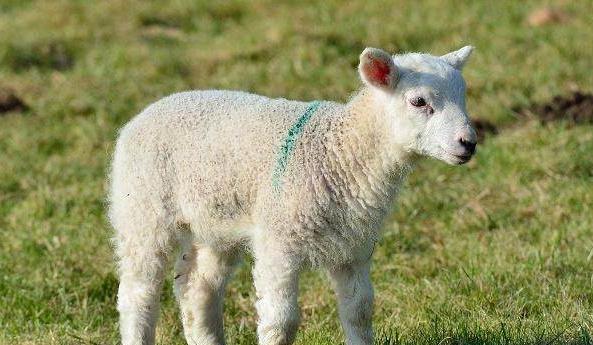 新生羊羔补硒补多少（羔羊补硒用什么药）-硒宝网