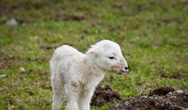 新生羊羔补硒补多少（羔羊补硒用什么药）-硒宝网