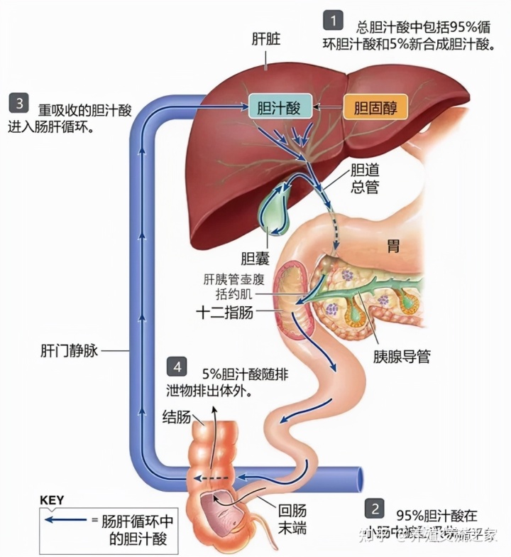 仔猪补硒补中毒咋办（仔猪硒中毒怎么办）-硒宝网